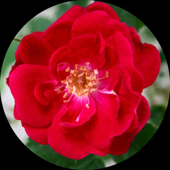 redwildrose